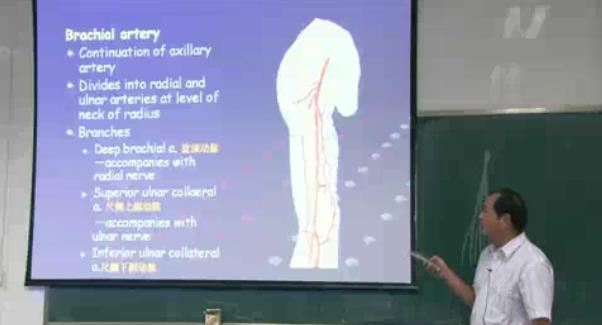 局部解剖学视频教程